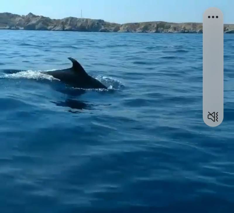dauphins en Jetski Marseille